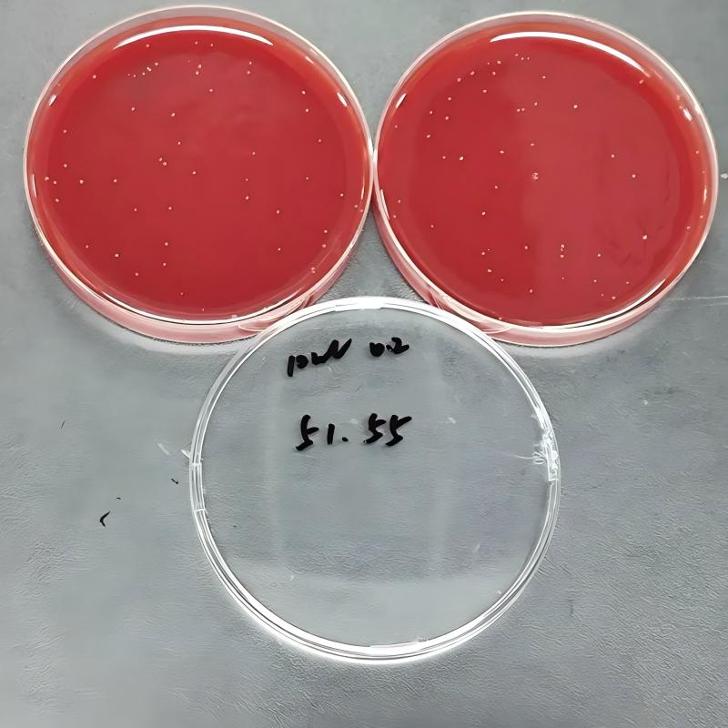 Quantitative quality control strains of Clostridium sporogenes (Agar plate counting method)-BNCC