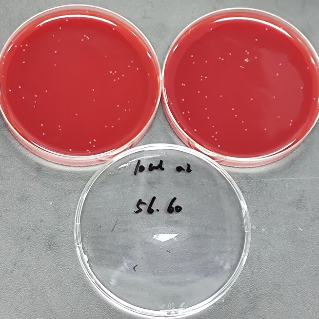 Quantitative quality control strains of Clostridium sporogenes (Agar plate counting method)-BNCC