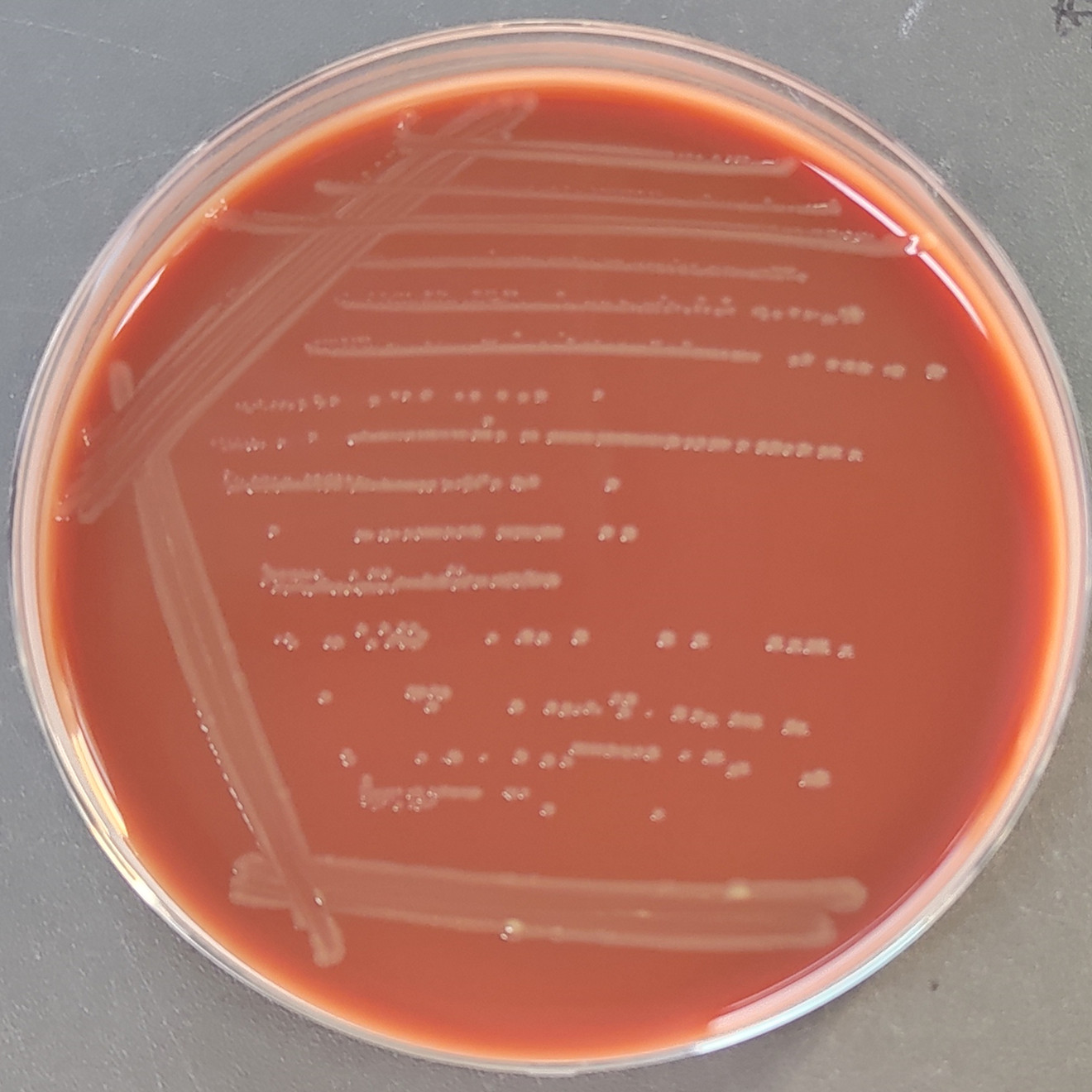 Neisseria meningitidis-BNCC