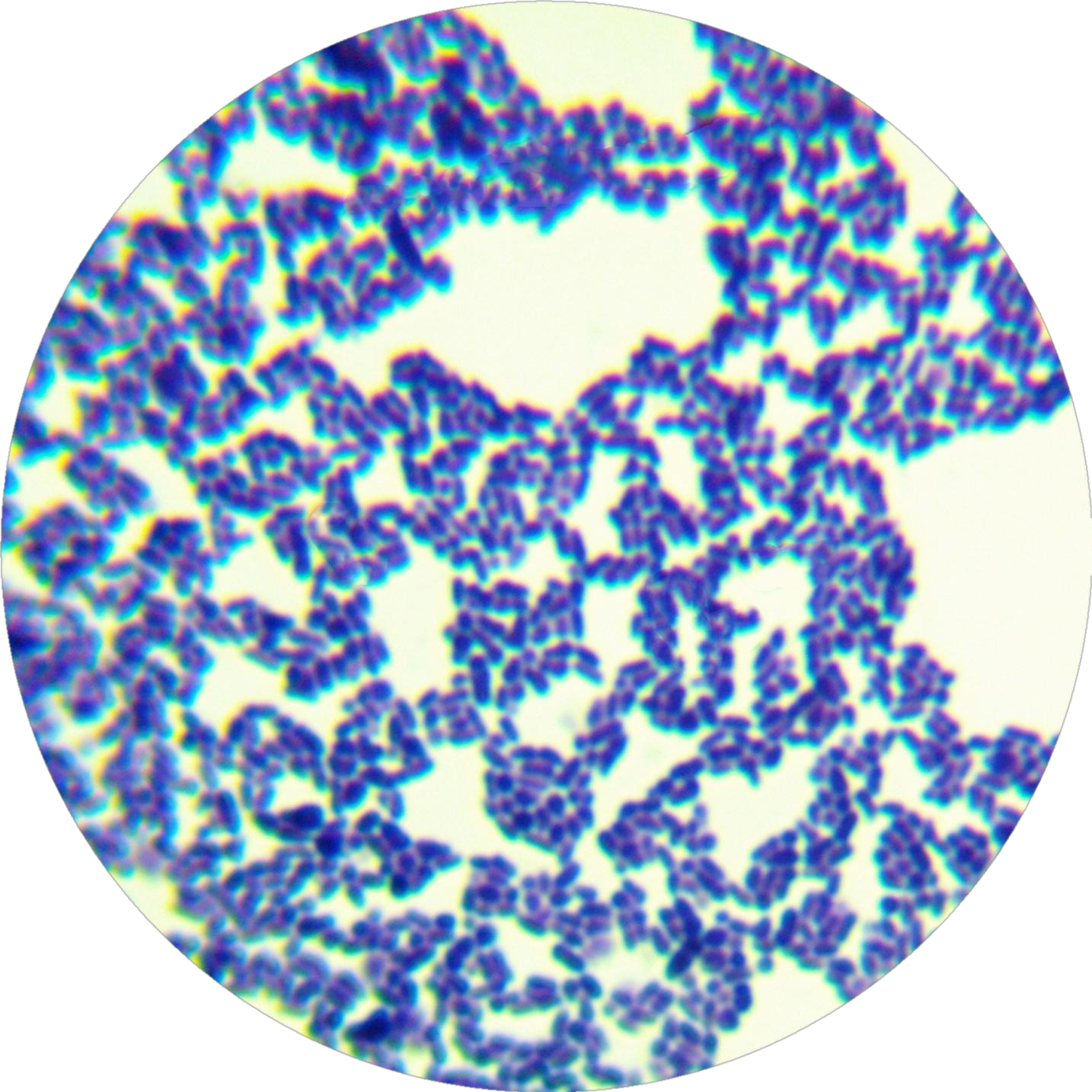 Propionibacterium fischeri subsp. Xie-BNCC
