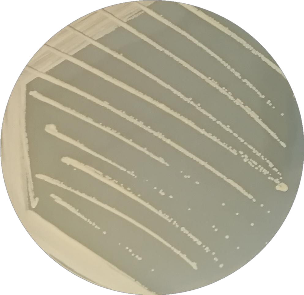 Ammonia producing Bacillus-BNCC
