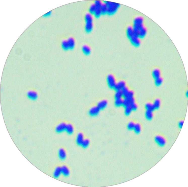 Ammonia producing Bacillus-BNCC
