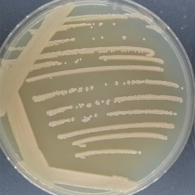 Protecting Pseudomonas-BNCC