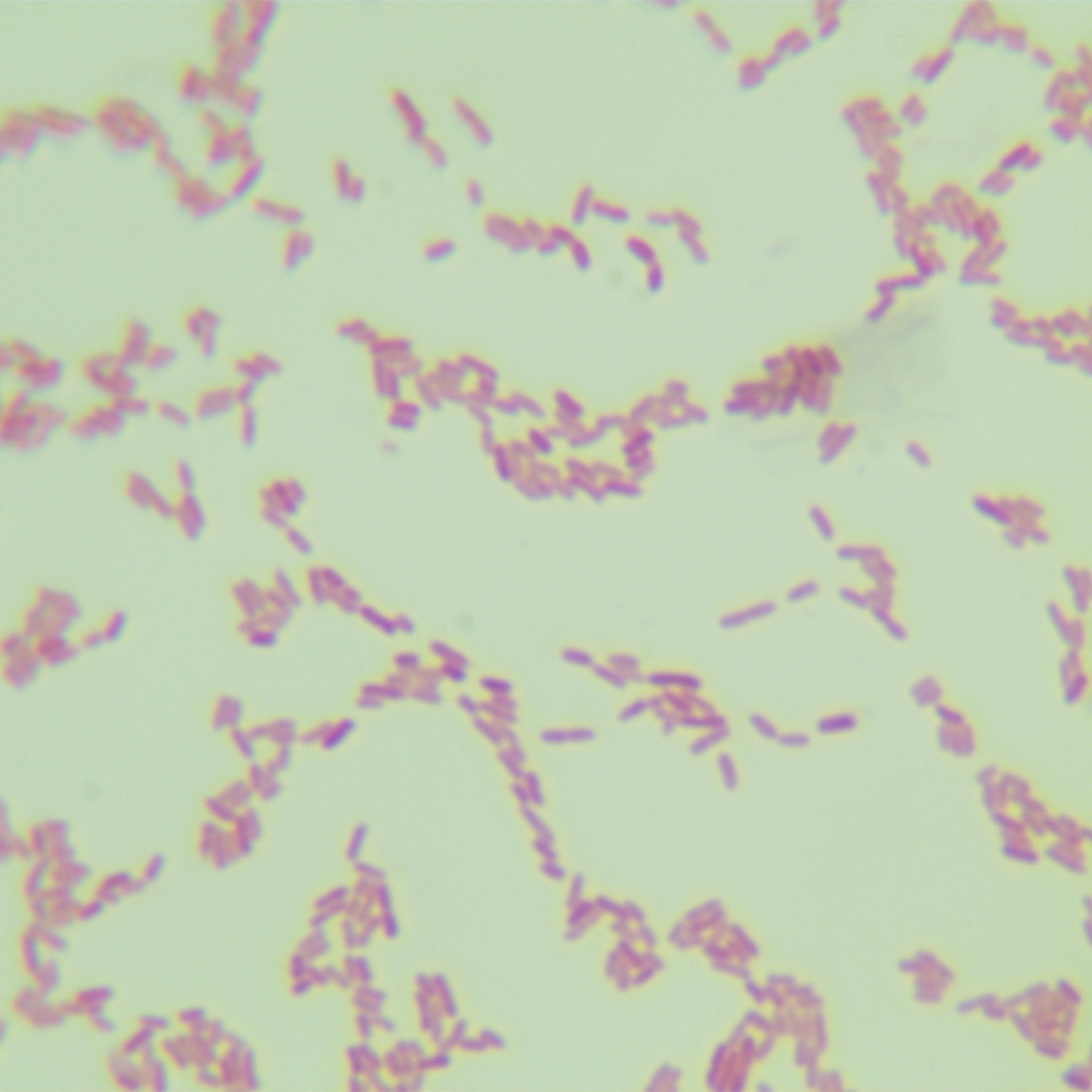 Protecting Pseudomonas-BNCC