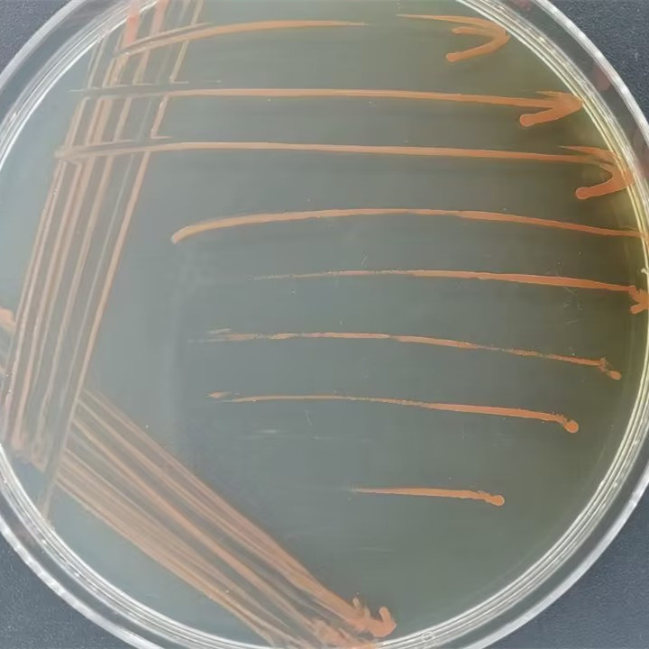 Pseudomonas aeruginosa-BNCC