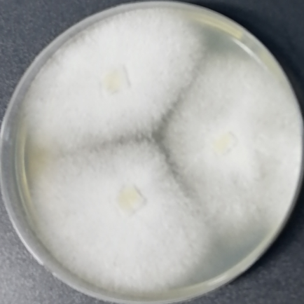Sclerotium-BNCC