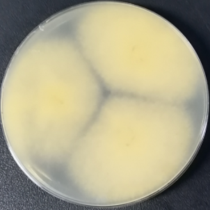 Sclerotium-BNCC