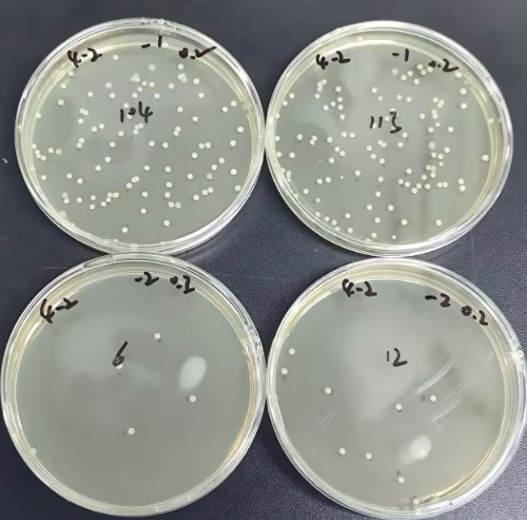 Staphylococcus aureus quality control sample (positive)-BNCC