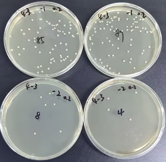 Staphylococcus aureus quality control sample (positive)-BNCC