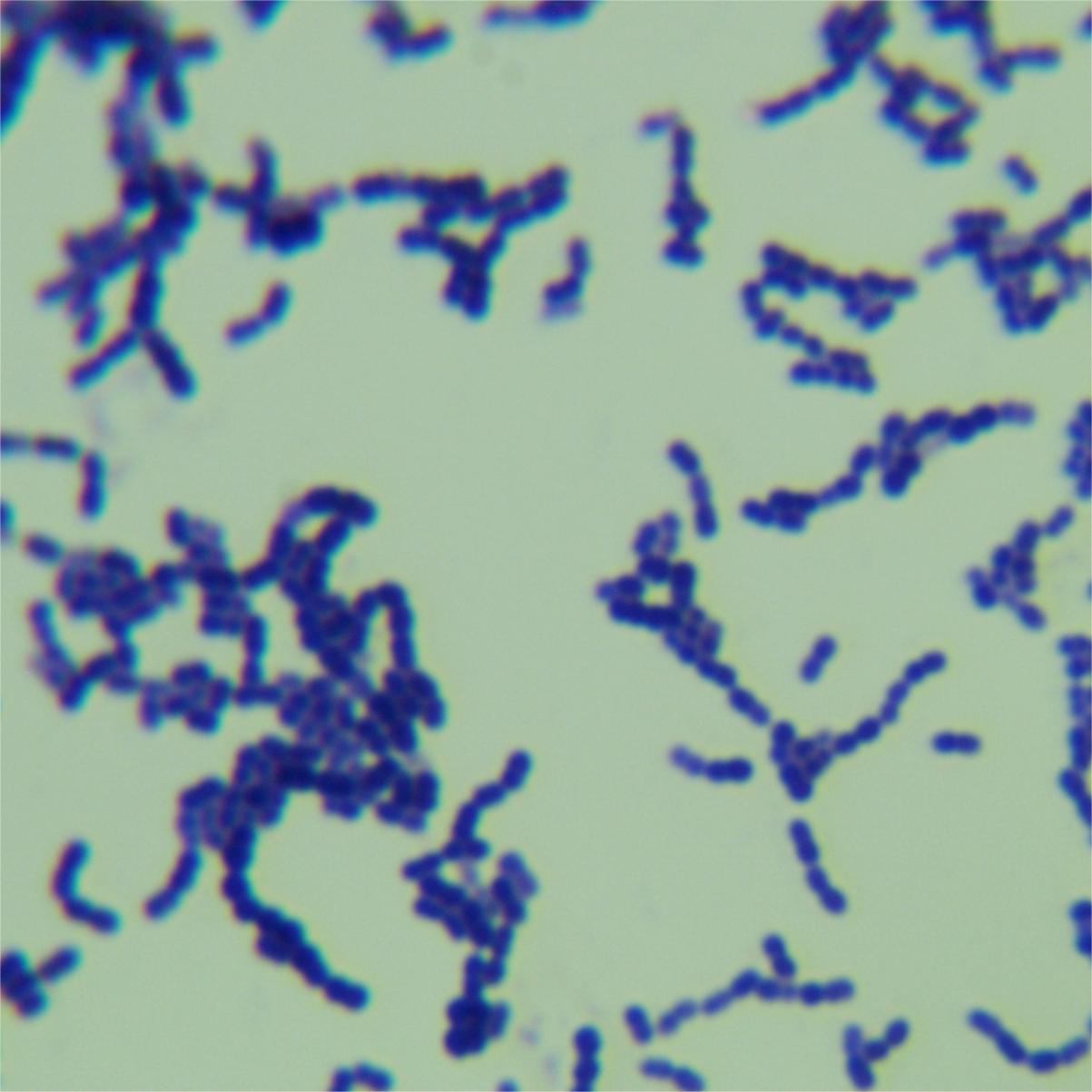 Streptococcus mongolicus-BNCC