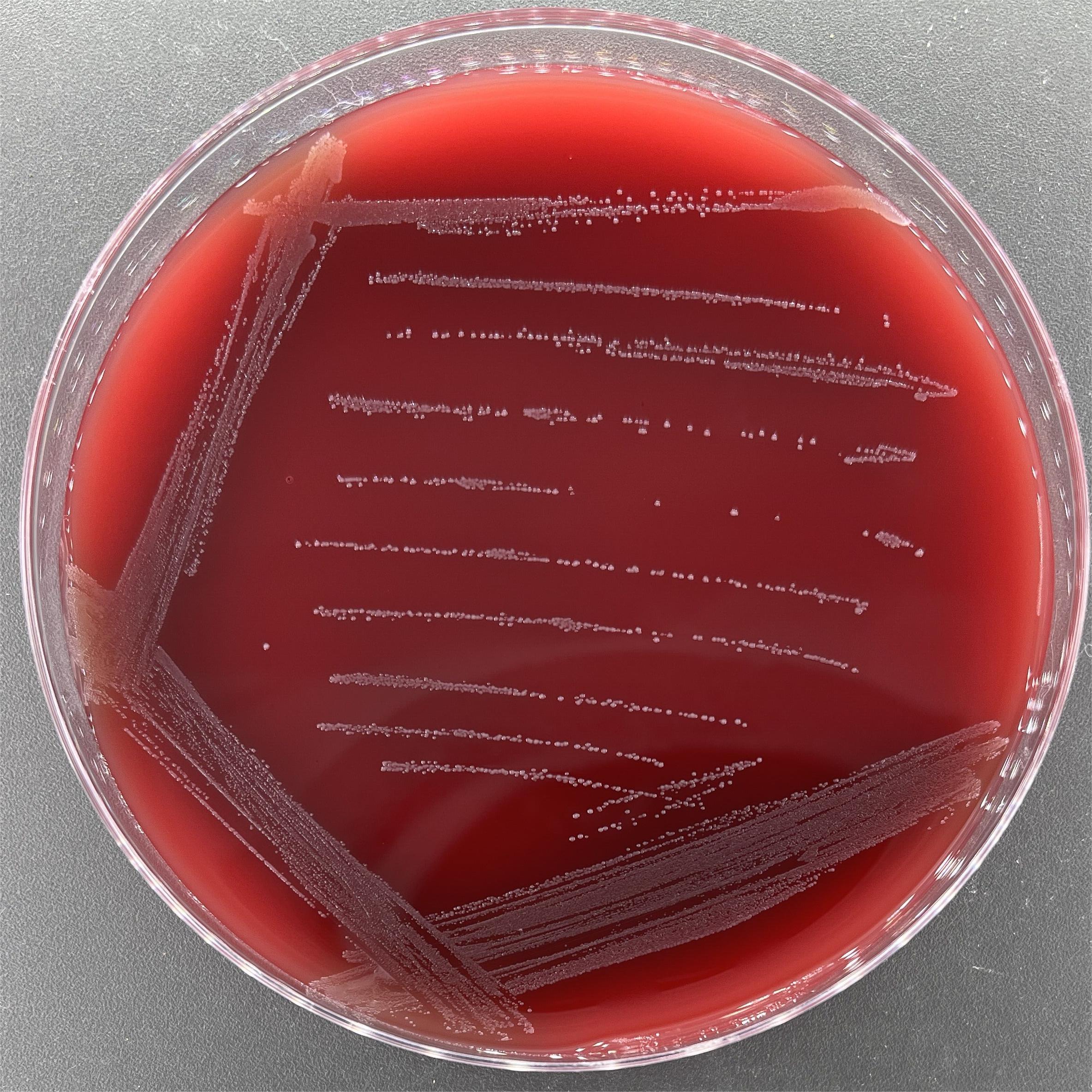 Streptococcus mongolicus-BNCC