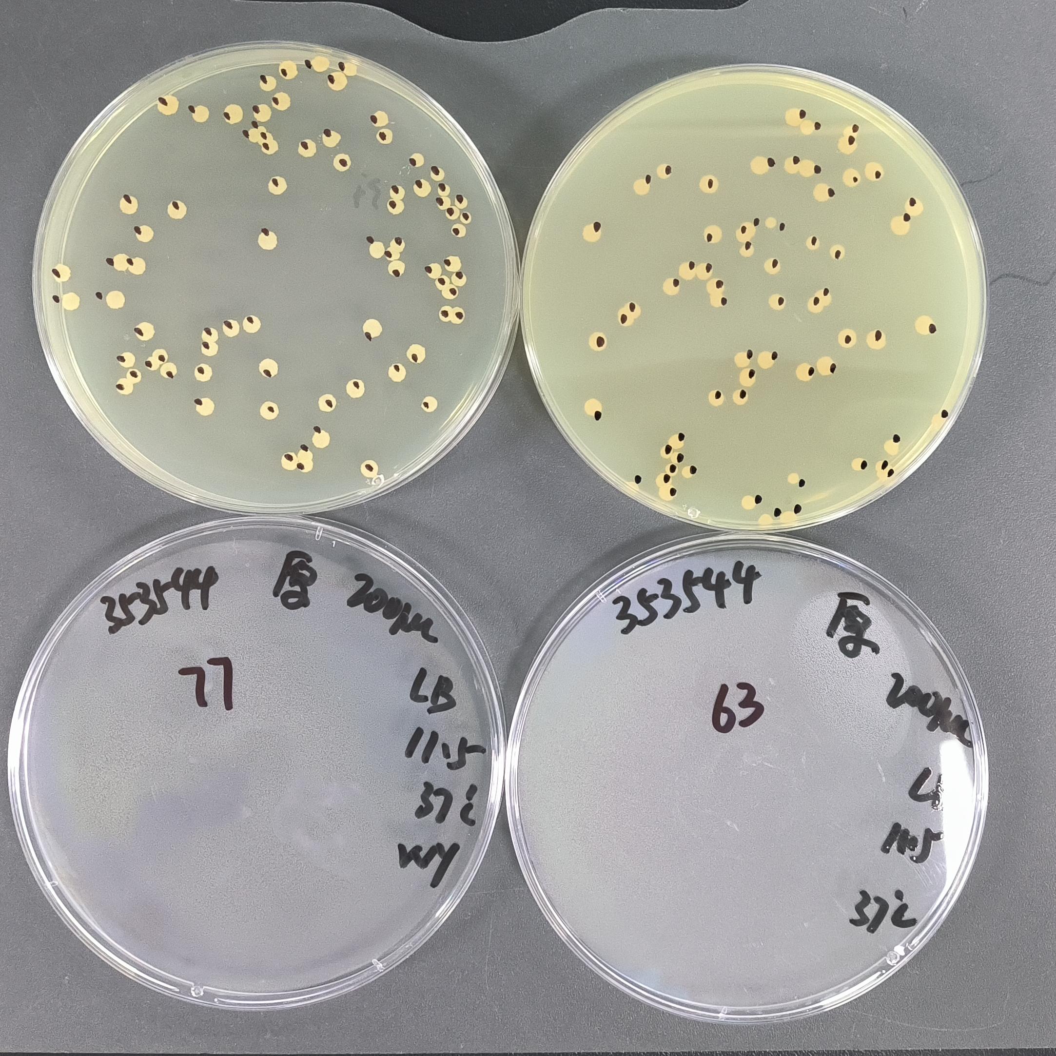 Quantitative strains of Bacillus subtilis-BNCC
