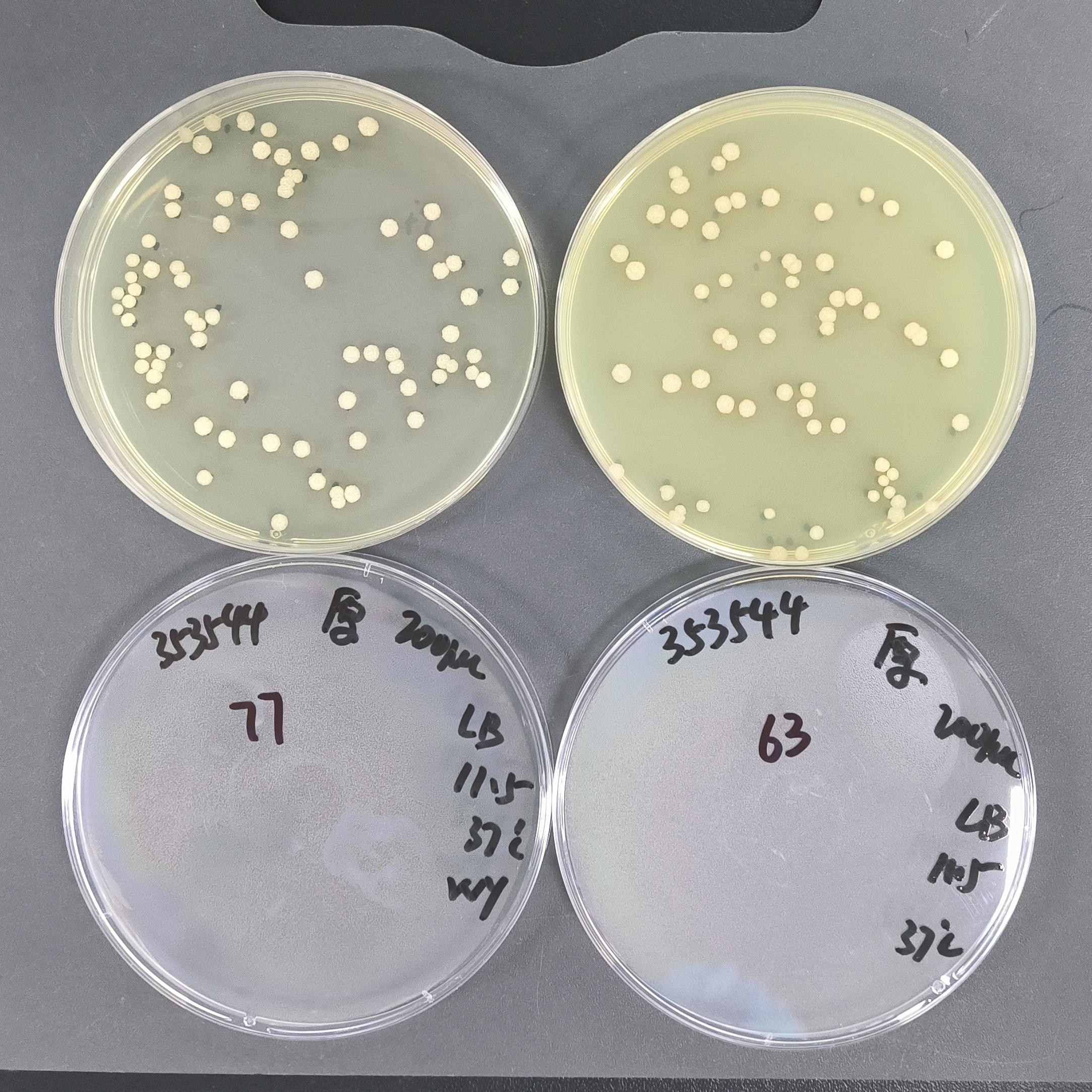 Quantitative strains of Bacillus subtilis-BNCC