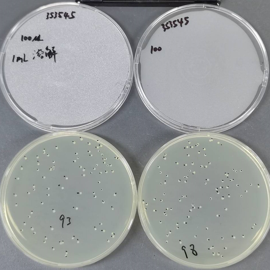 Quantitative strain of Escherichia coli-BNCC