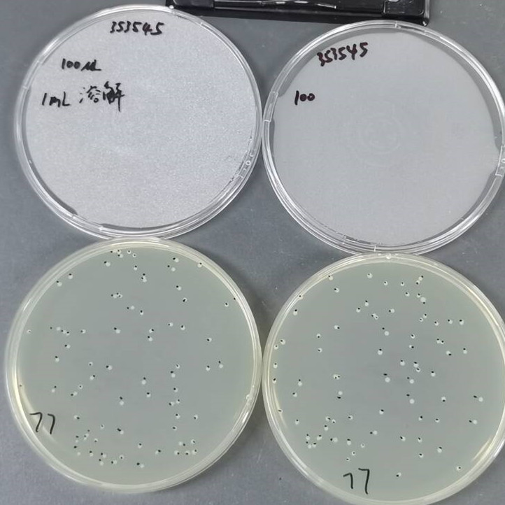 Quantitative strain of Escherichia coli-BNCC