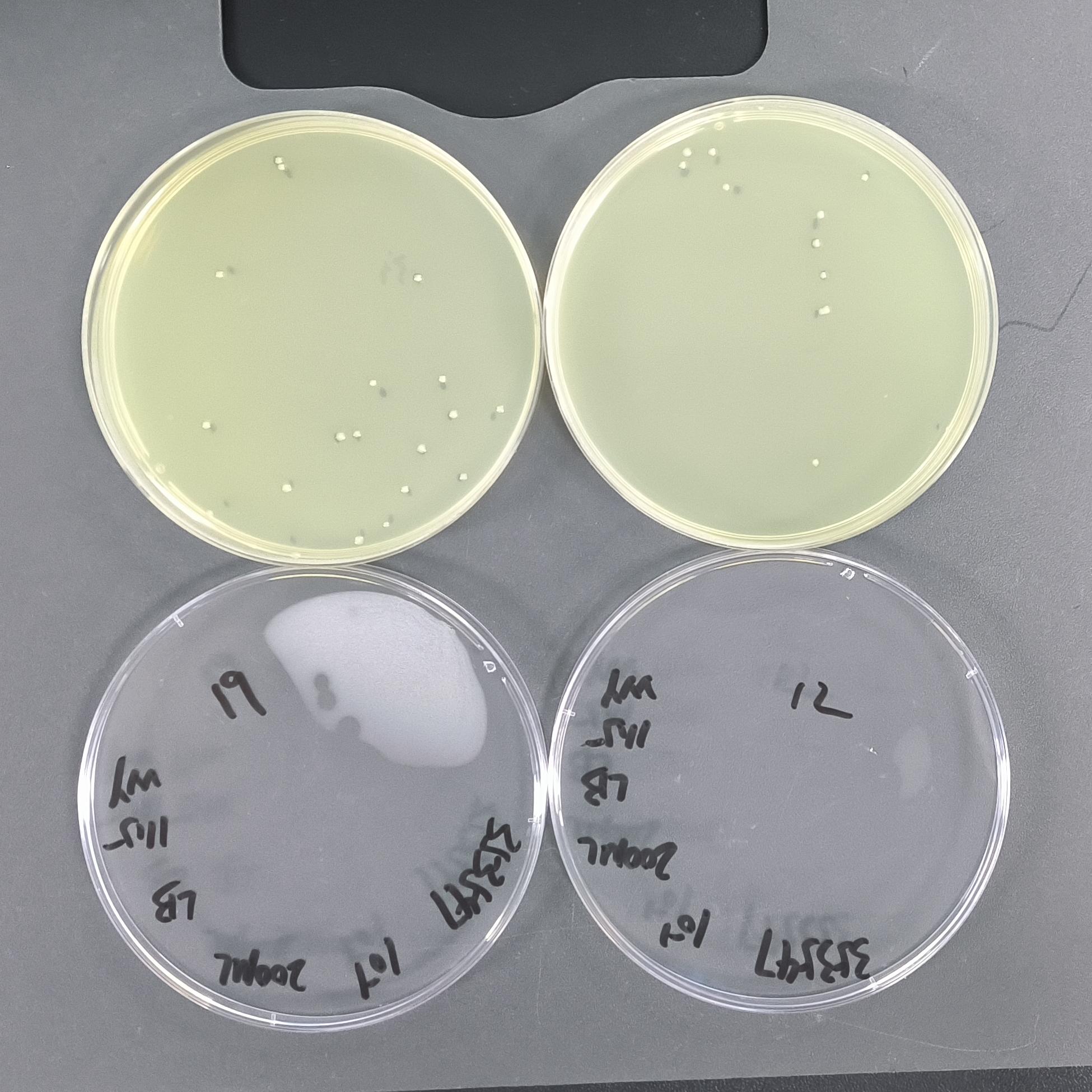 Quantitative strain of Salmonella typhimurium in colitis mice-BNCC
