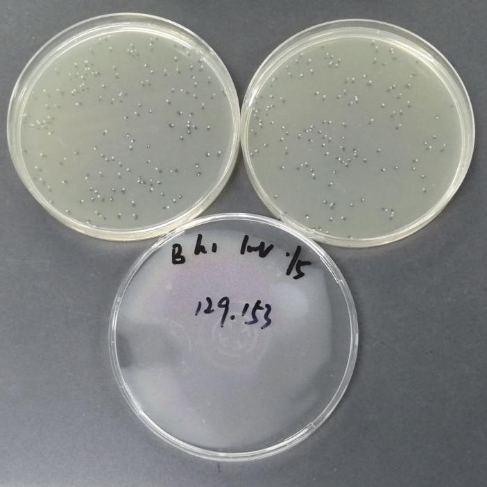 Quantitative strain of Staphylococcus aureus-BNCC