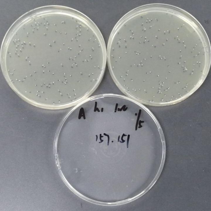 Quantitative strain of Staphylococcus aureus-BNCC