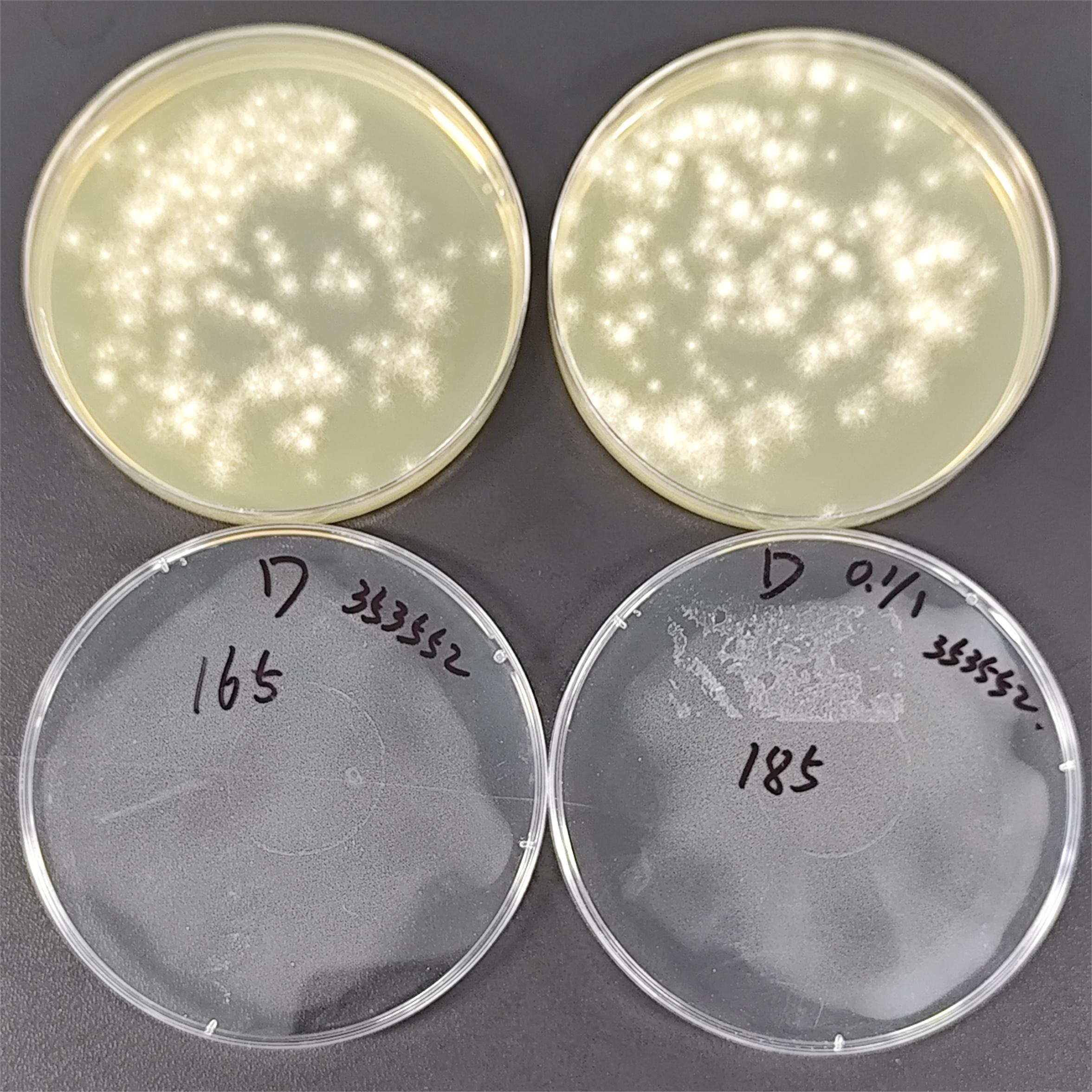 Quantitative strain of Aspergillus brasiliensis-BNCC