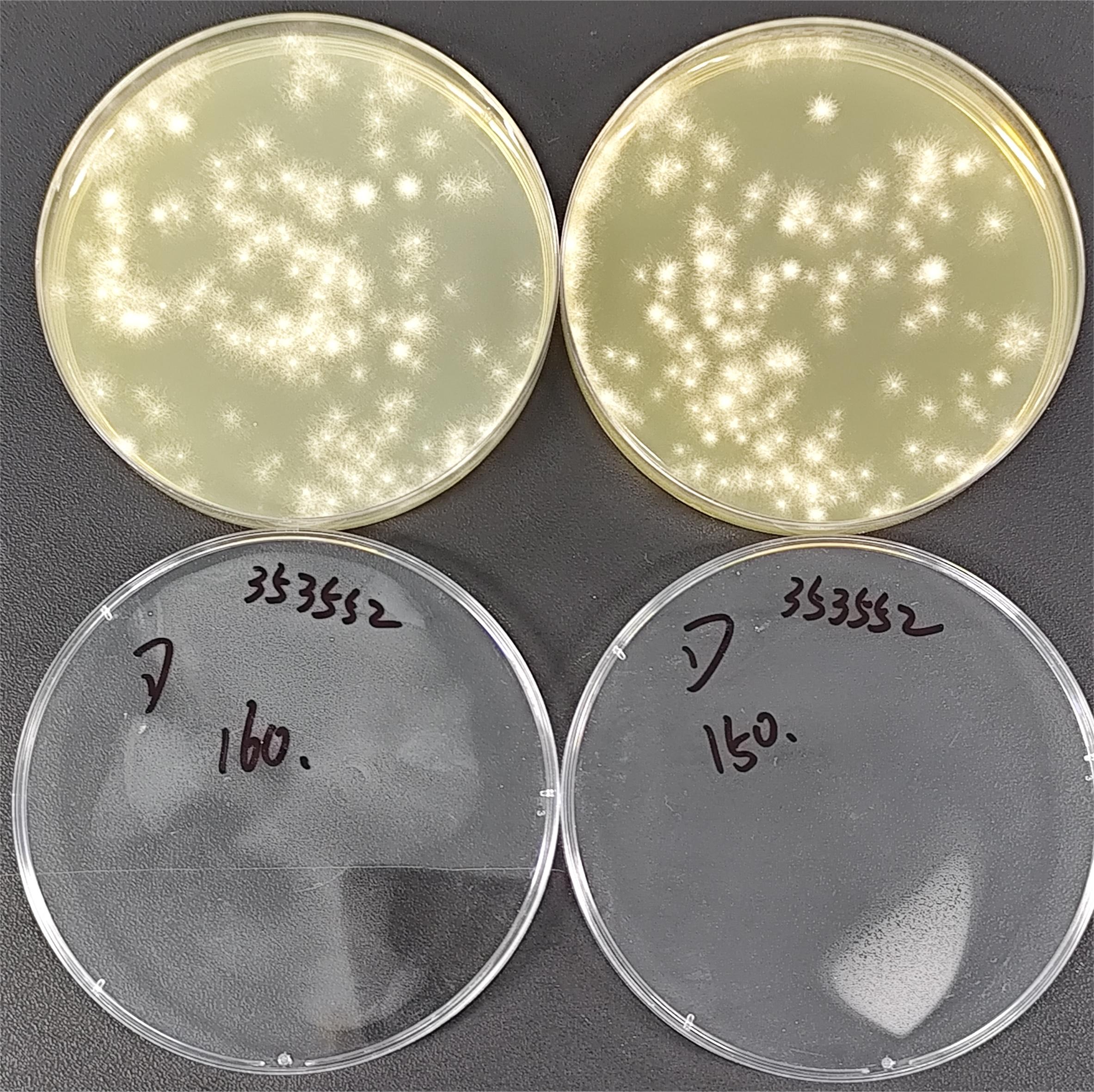 Quantitative strain of Aspergillus brasiliensis-BNCC