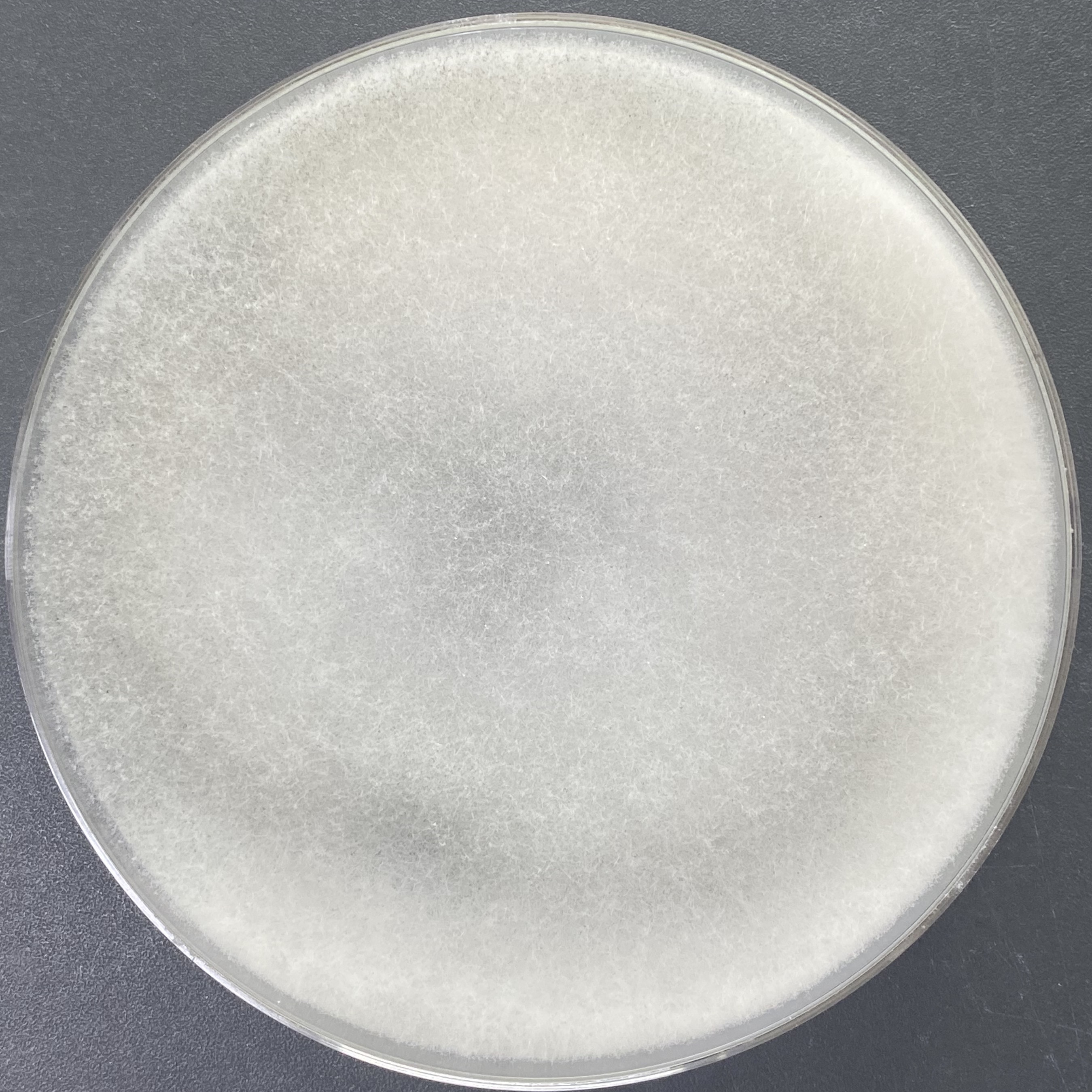 Rhizopus oligosporum-BNCC