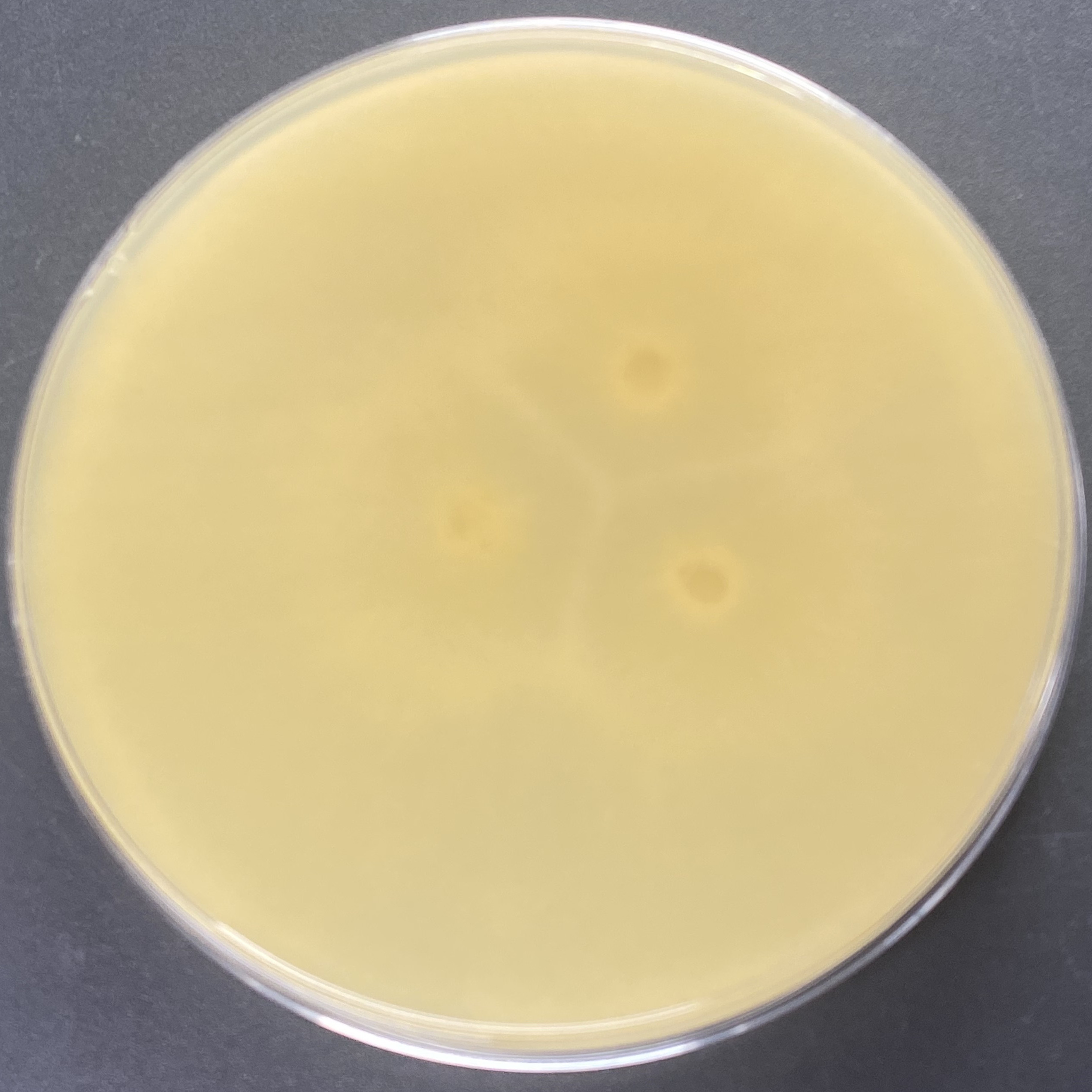 Rhizopus oligosporum-BNCC