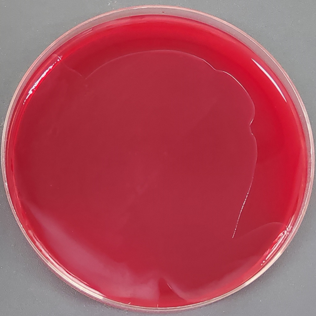 Cellulose degrading bacteria-BNCC
