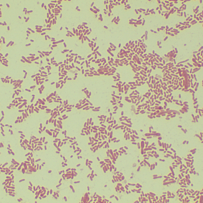 Cellulose degrading bacteria-BNCC