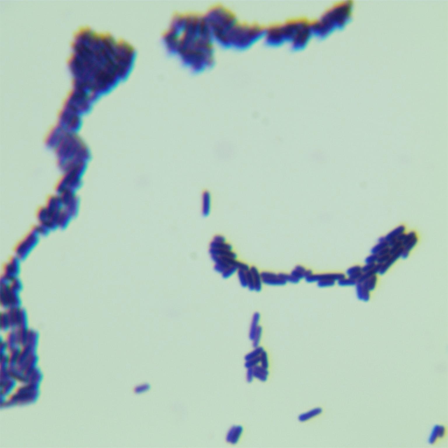 Lactobacillus plantarum-BNCC