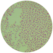Salmonella enterica subsp. enterica-BNCC
