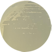Salmonella enterica subsp. enterica-BNCC