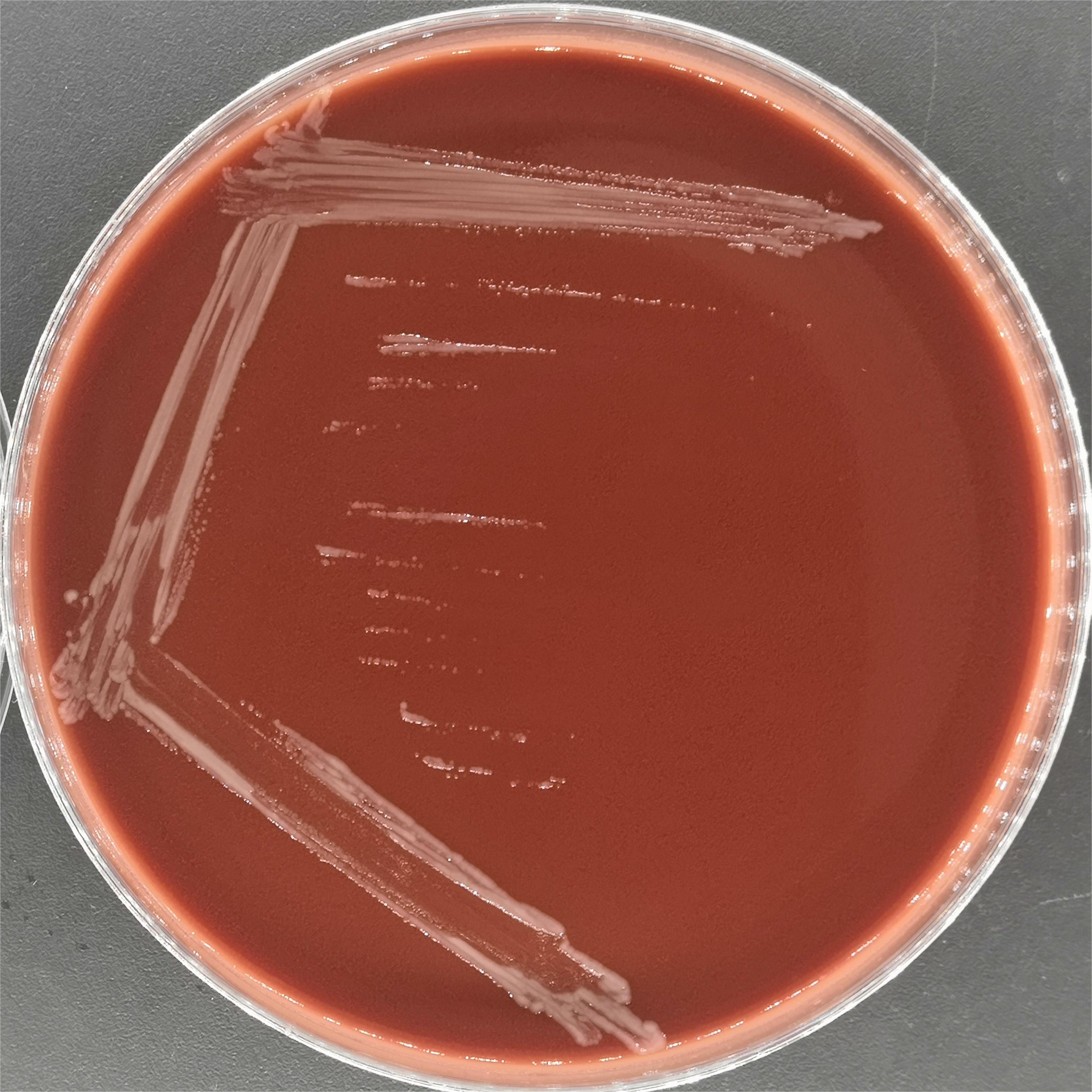Bordetella pertussis-BNCC