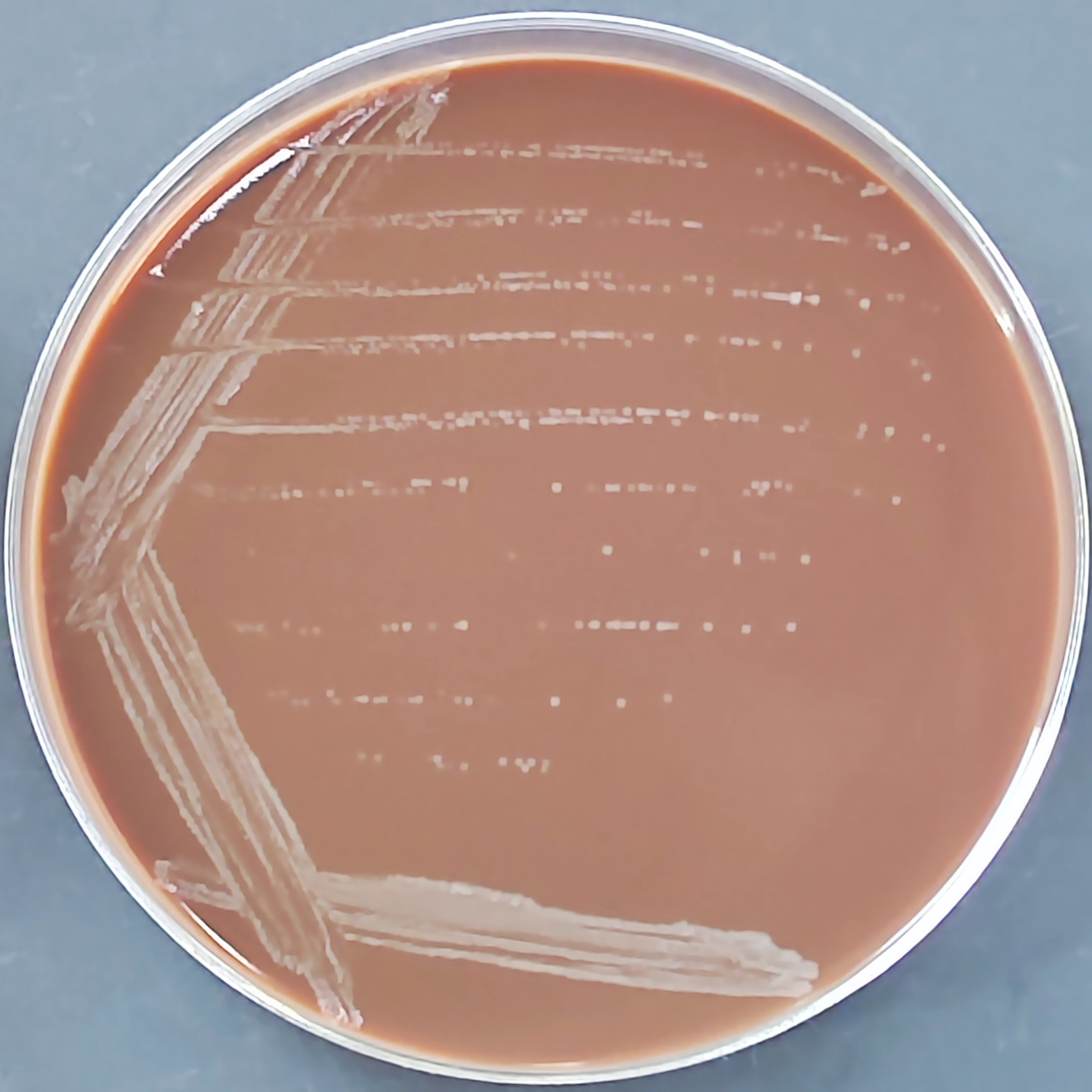 Bordetella pertussis-BNCC