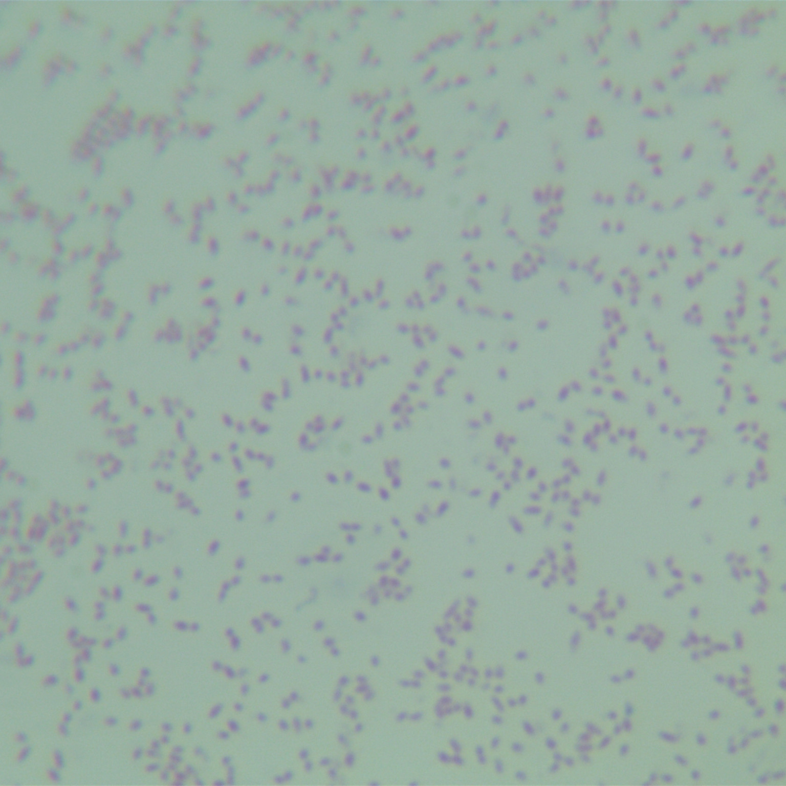 Bordetella pertussis-BNCC