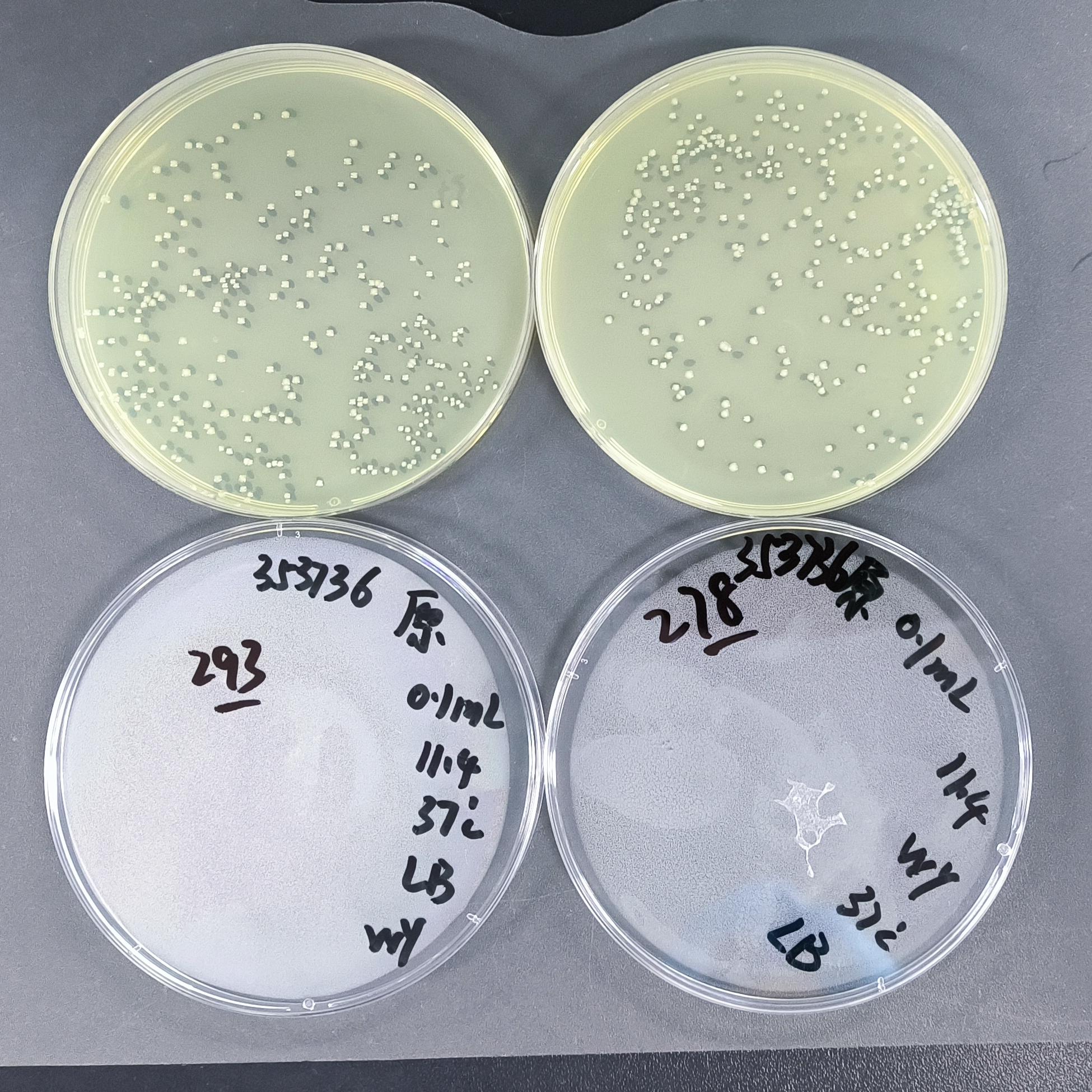 Quantitative strain of Salmonella typhimurium in colitis mice-BNCC
