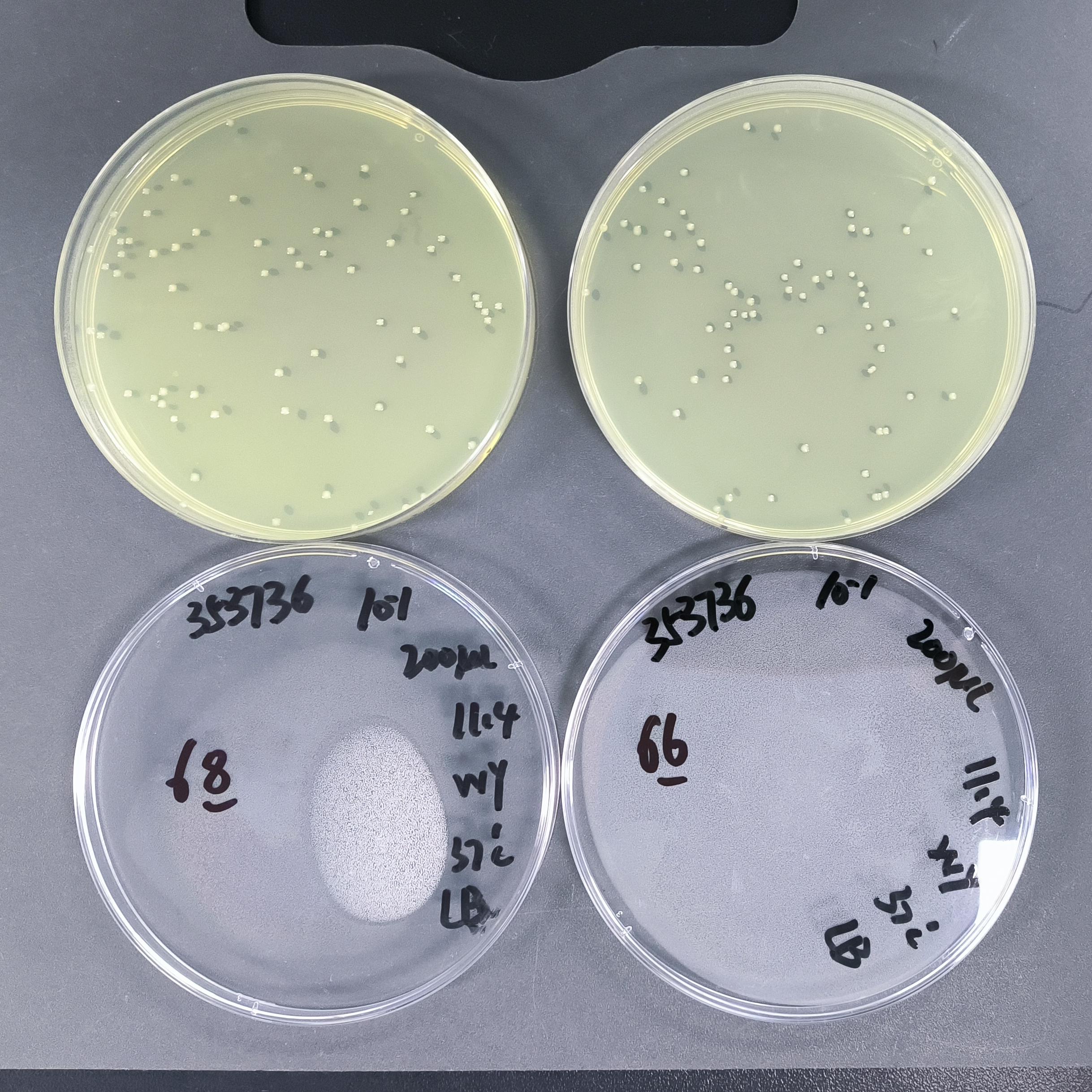Quantitative strain of Salmonella typhimurium in colitis mice-BNCC