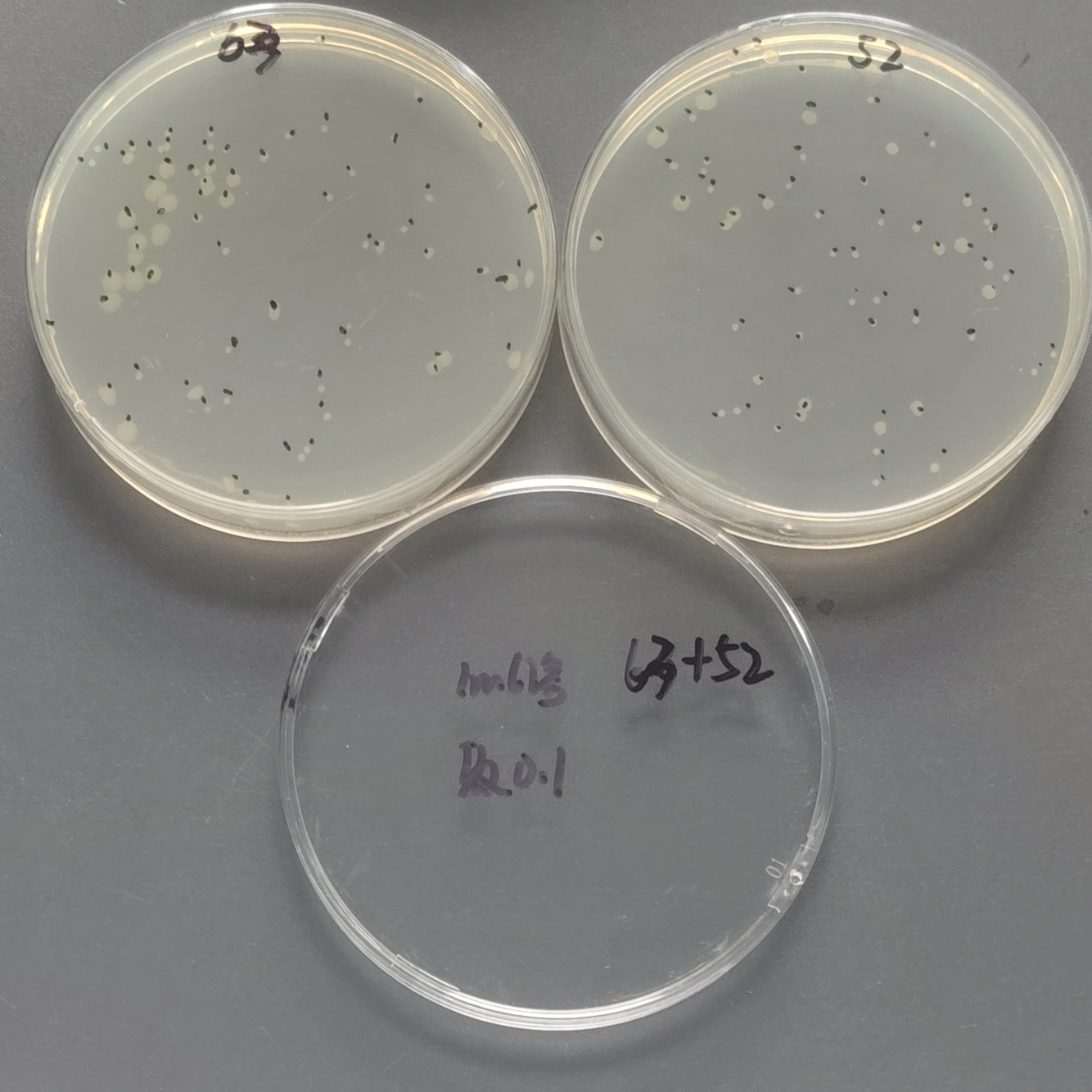 Quantitative strain of Pseudomonas aeruginosa-BNCC
