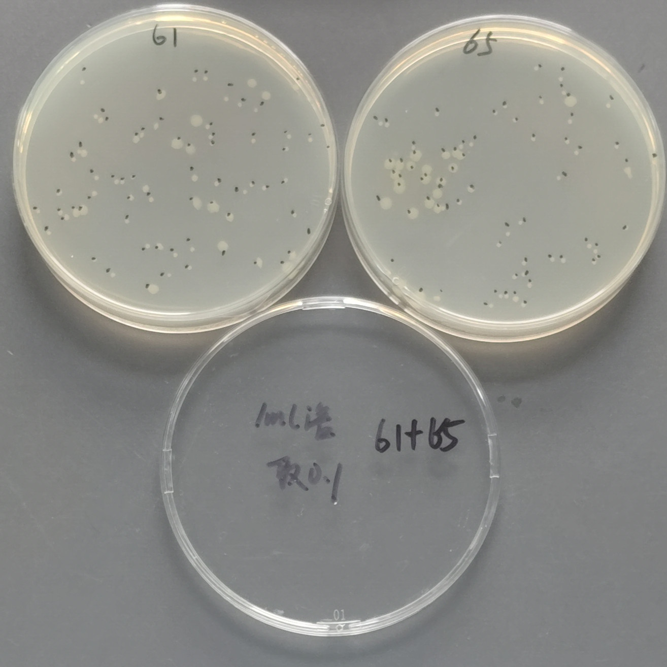 Quantitative strain of Pseudomonas aeruginosa-BNCC