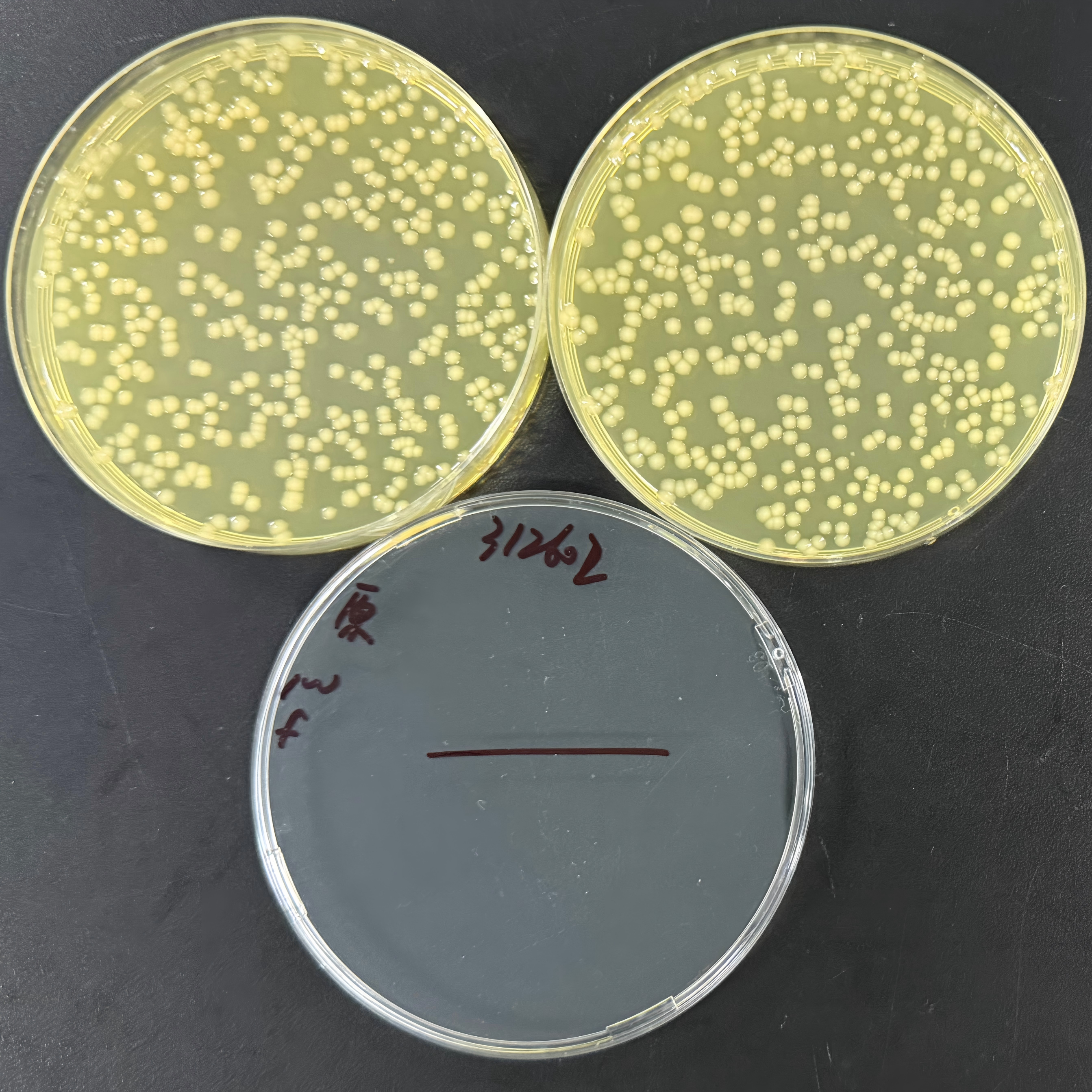 Quantitative strains of Escherichia coli-BNCC