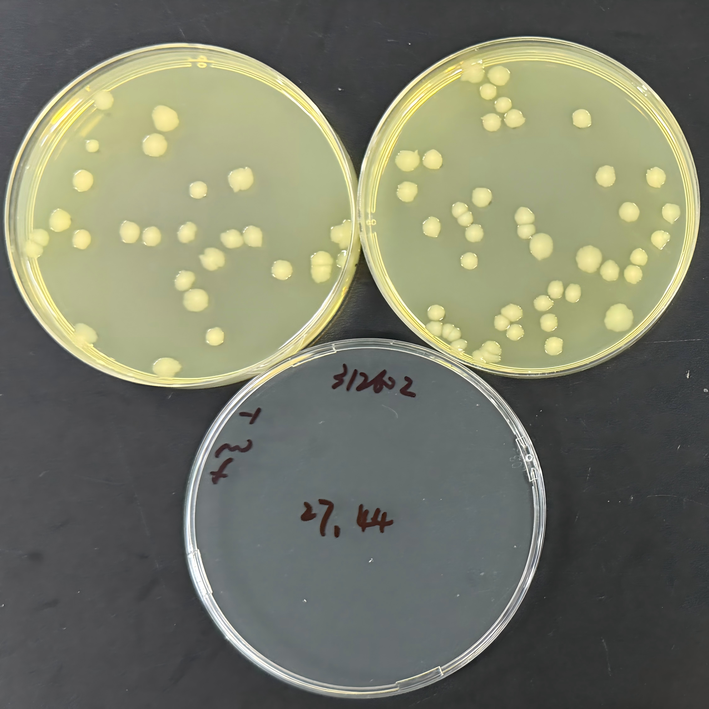 Quantitative strains of Escherichia coli-BNCC