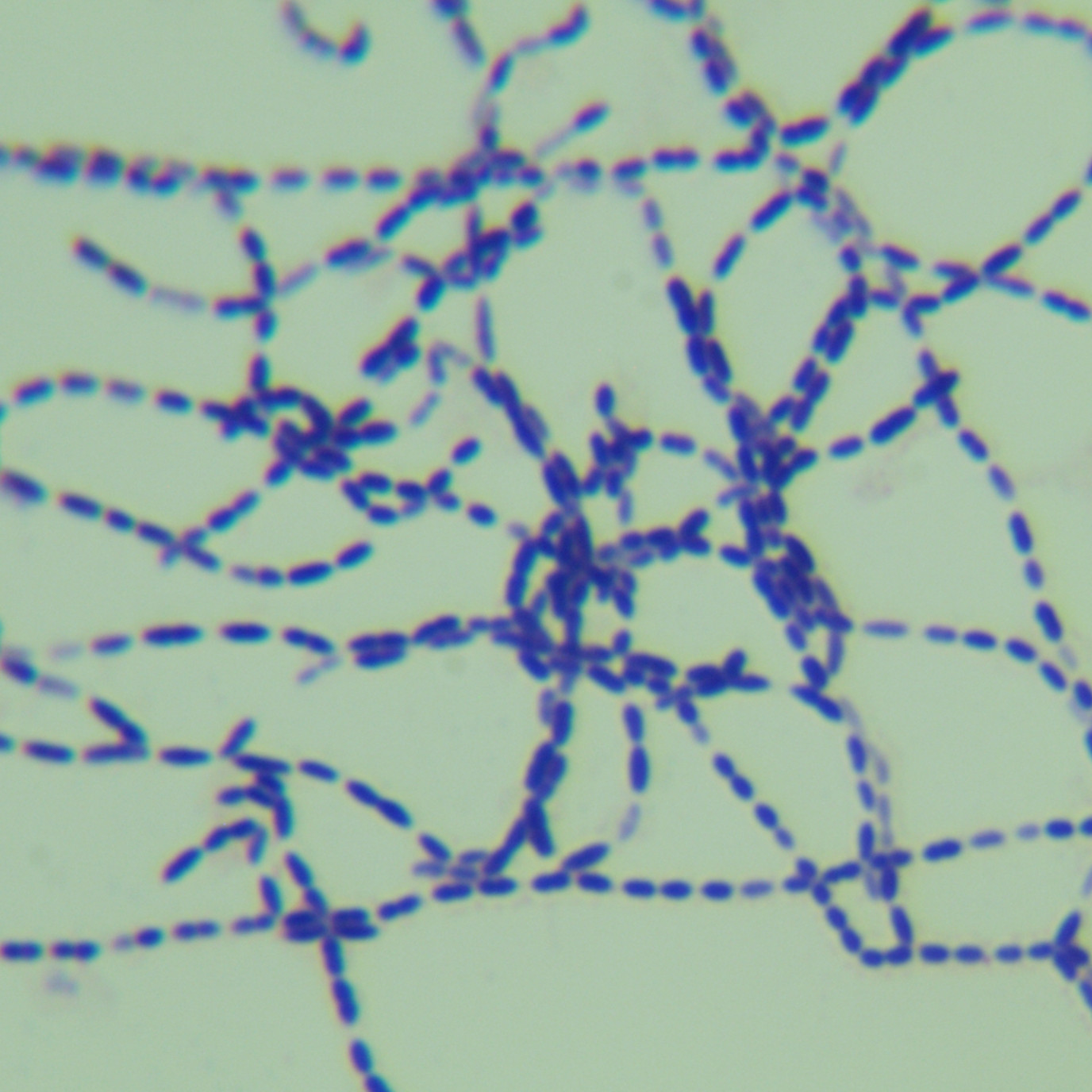Streptococcus pyogenes A-BNCC