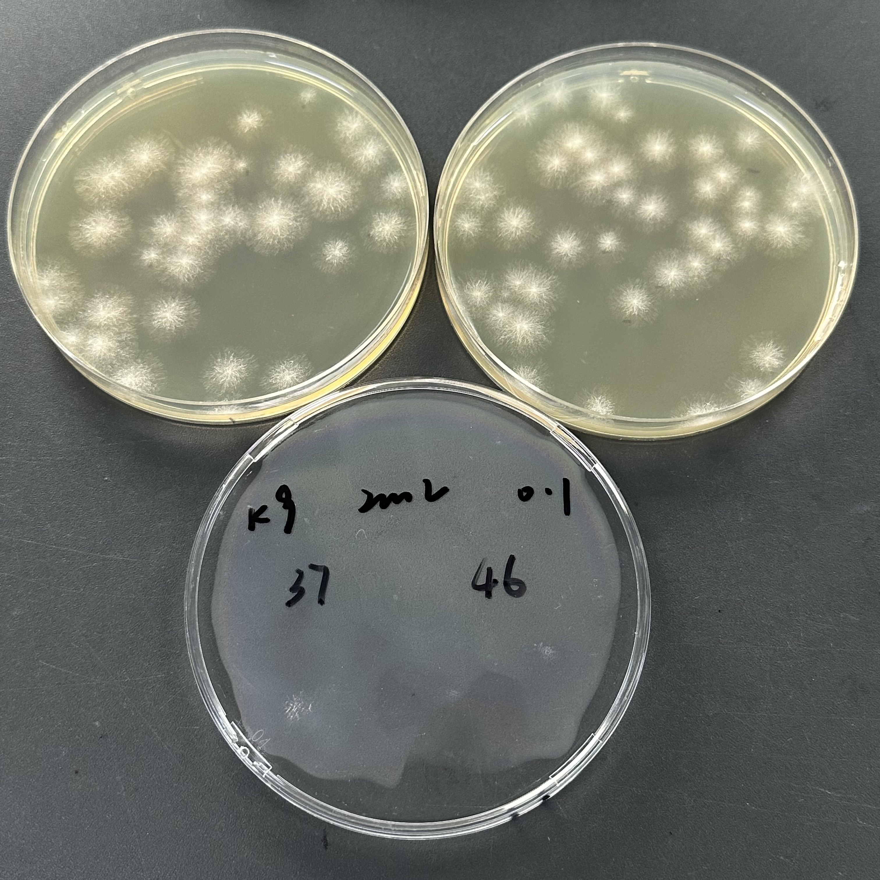 Quantitative strain of Aspergillus brasiliensis-BNCC