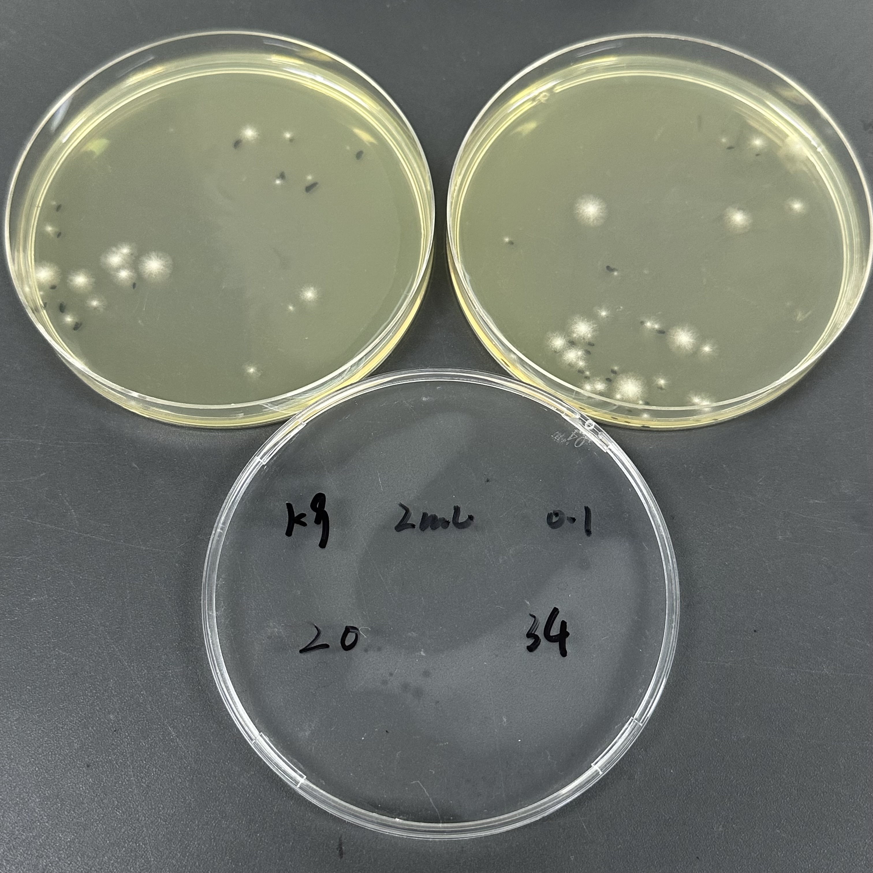 Quantitative strain of Aspergillus brasiliensis-BNCC