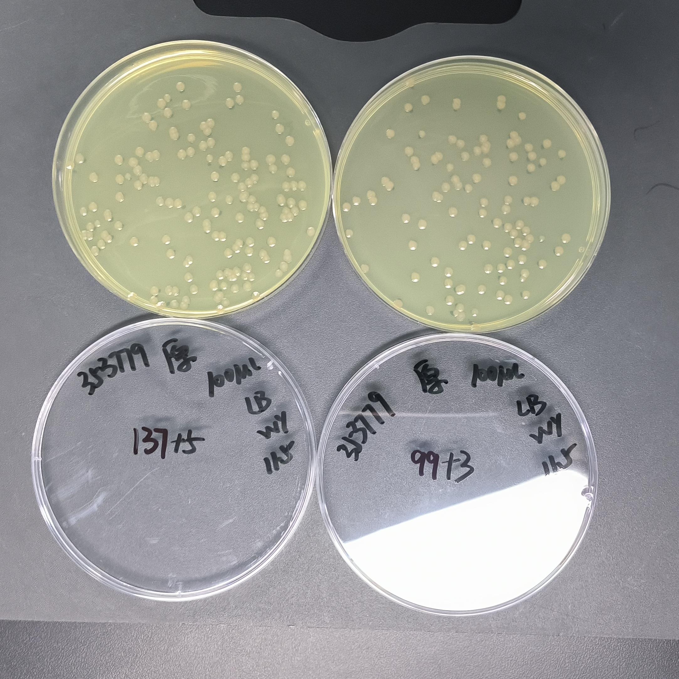 Pseudomonas aeruginosa Quantitative Strain-BNCC