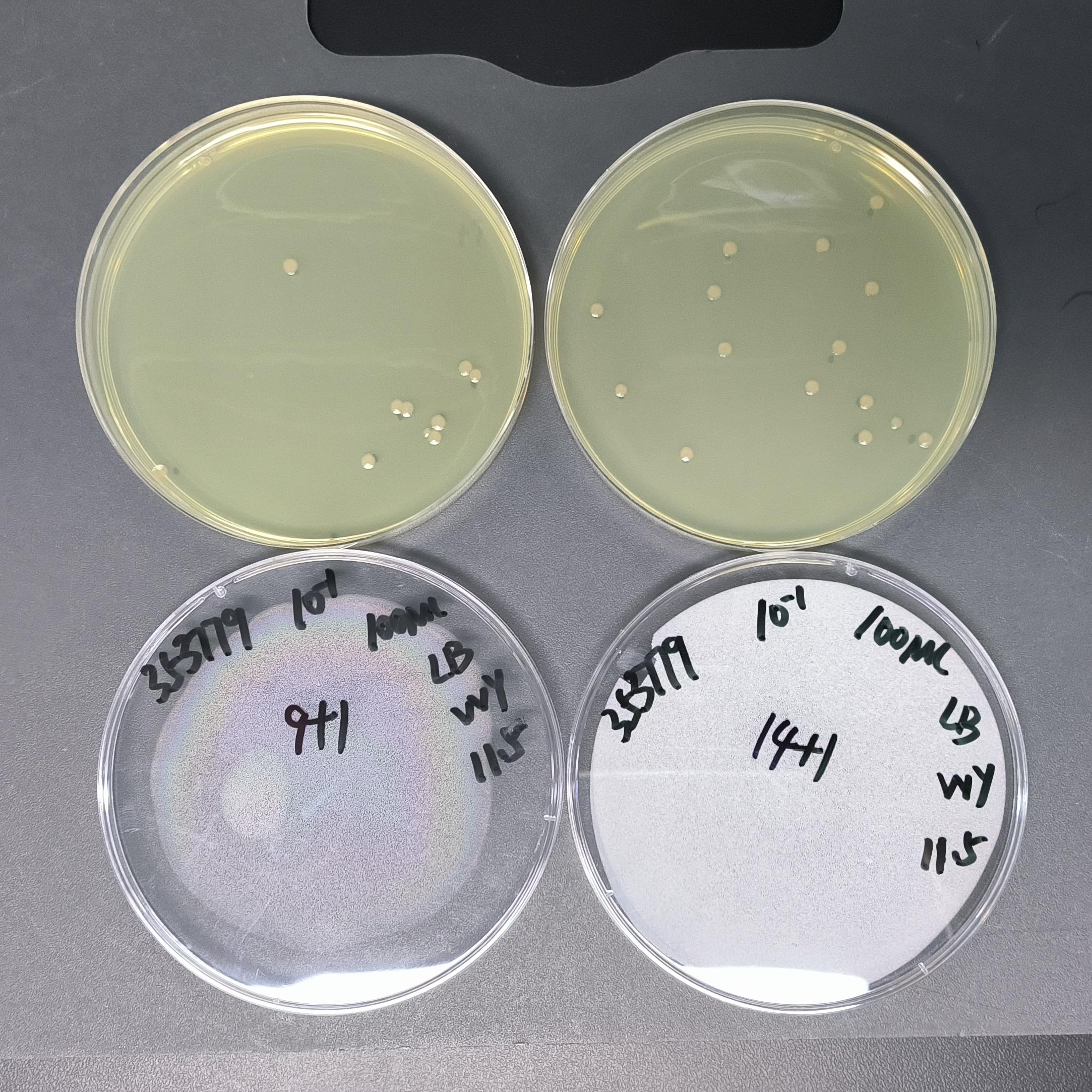 Pseudomonas aeruginosa Quantitative Strain-BNCC