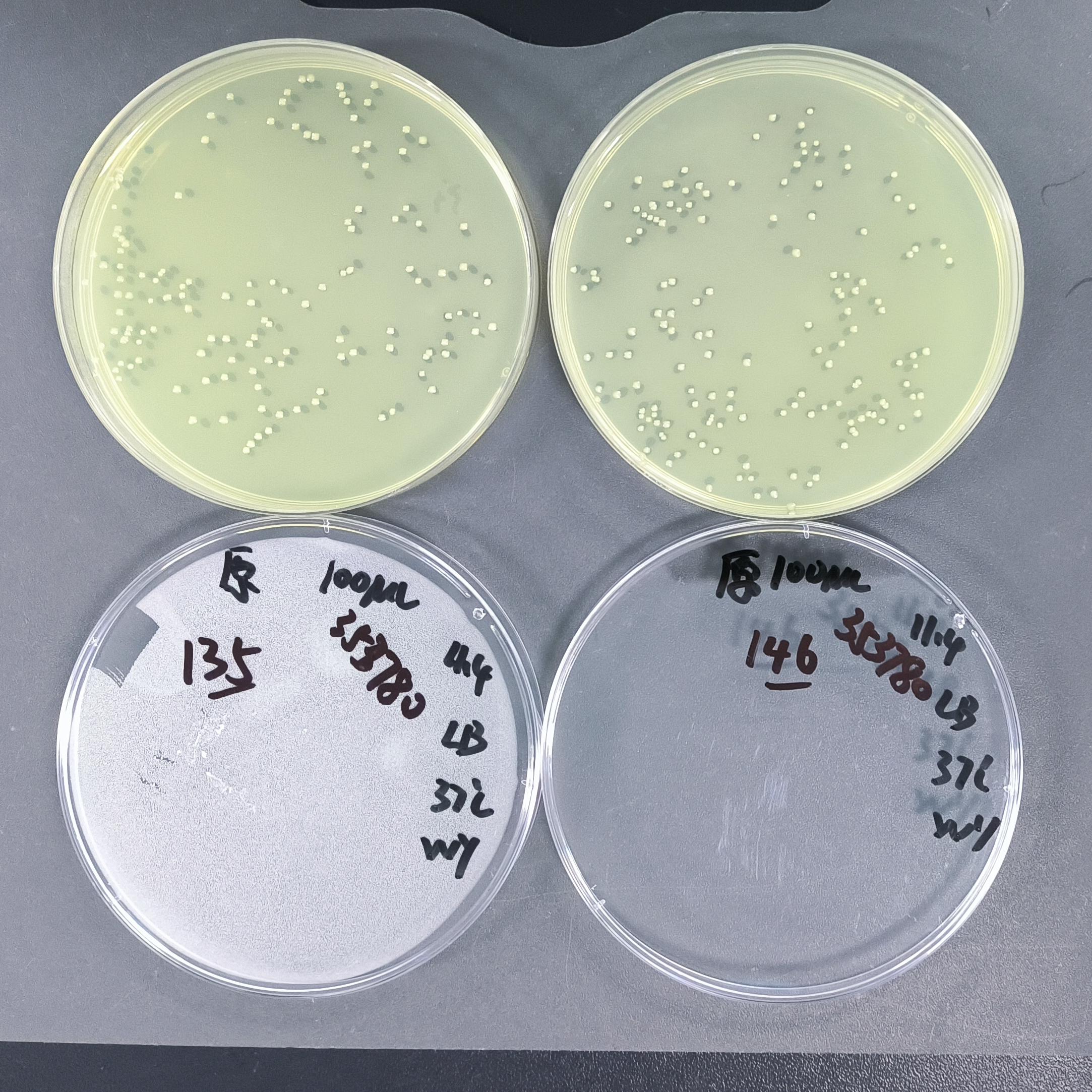 Quantitative Strain of Escherichia coli-BNCC