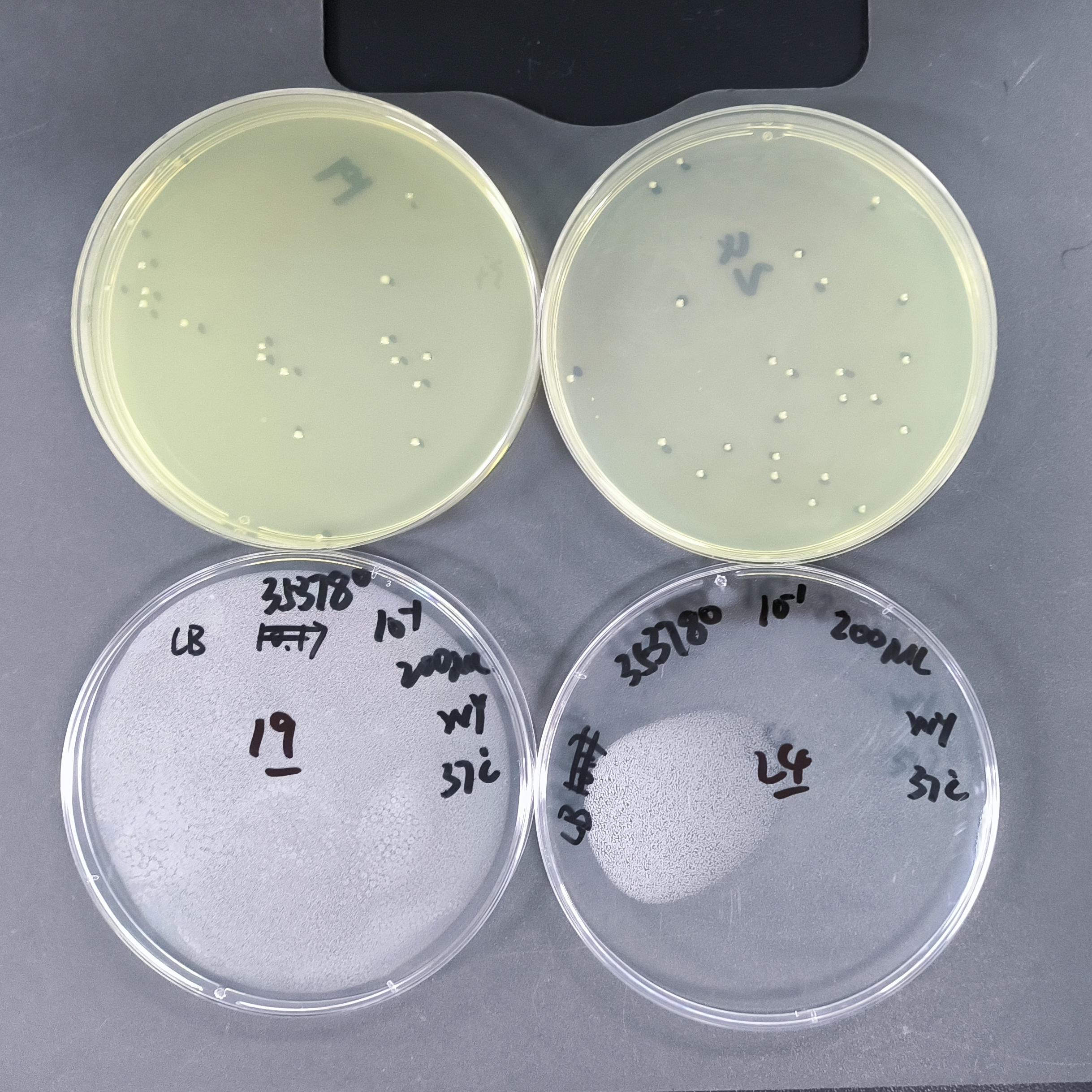 Quantitative Strain of Escherichia coli-BNCC