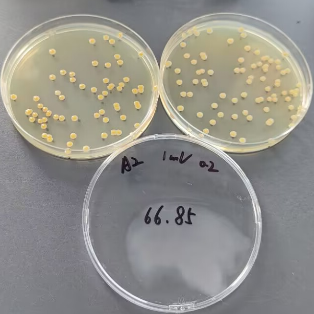 Quantitative strain of Staphylococcus aureus-BNCC