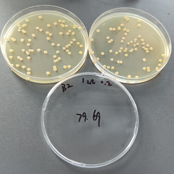 Quantitative strain of Staphylococcus aureus-BNCC