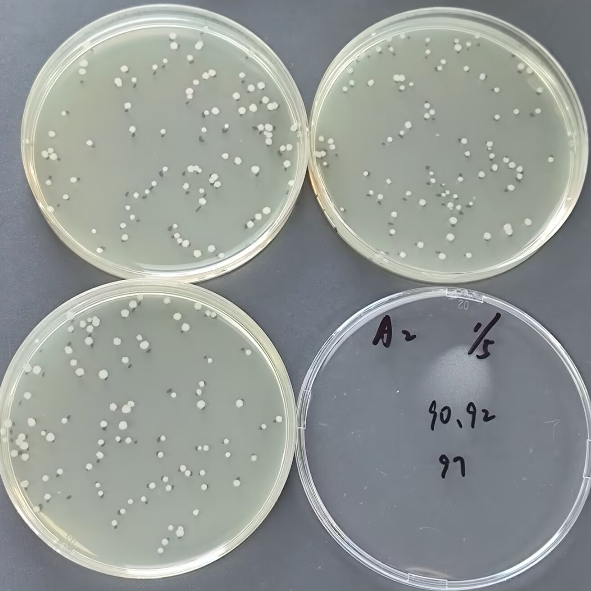Quantitative strain of Bacillus subtilis-BNCC